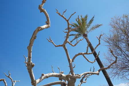 Palm trees in Barcelonaの写真素材