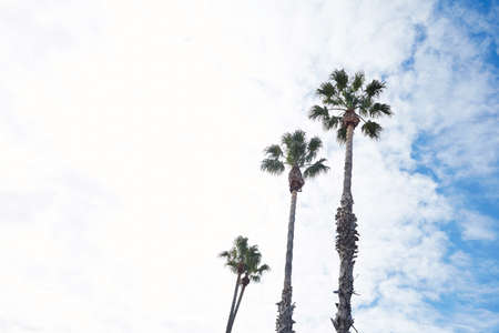 Palm trees in Barcelonaの写真素材