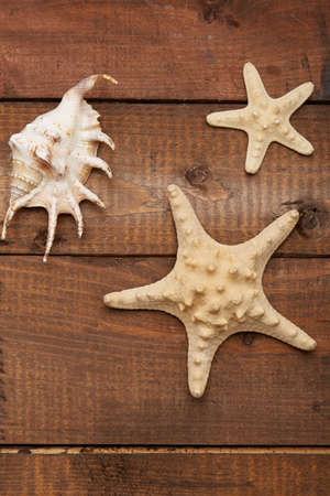 shellの写真素材