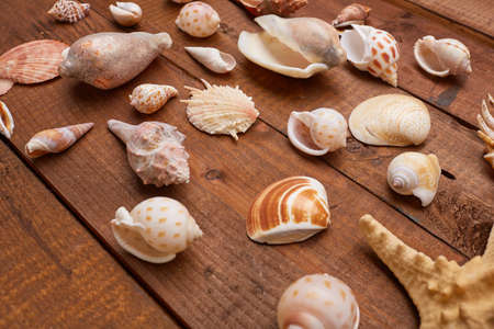 shells
