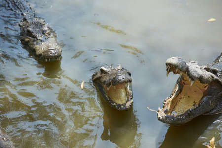 Crocodile in Vietnamの写真素材