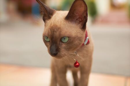 cat on the sidewalkの写真素材