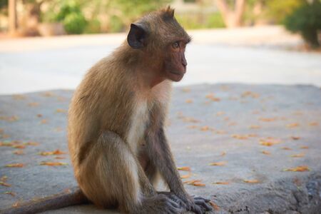 wild monkeys in Thailand