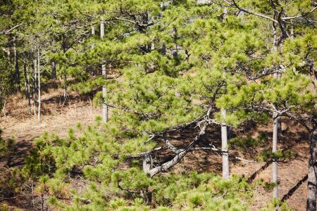 coniferous forest in Vietnamの写真素材