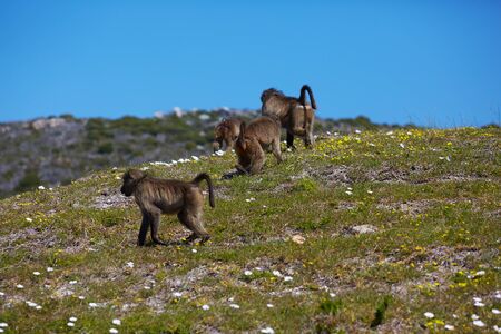 monkey in Cape Town
