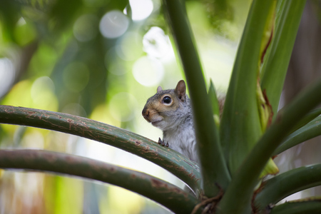 squirrel