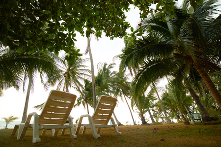 deck chairs under the palm treesの写真素材