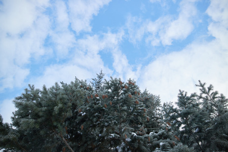 tops of spruce treesの写真素材