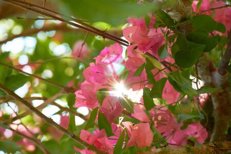 purple pink flowers on a tree in Thailandの写真素材