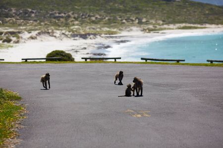 monkey in Cape Town