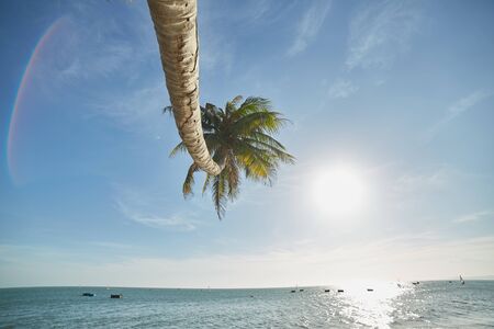 landscapes with palm trees in Vietnamの写真素材
