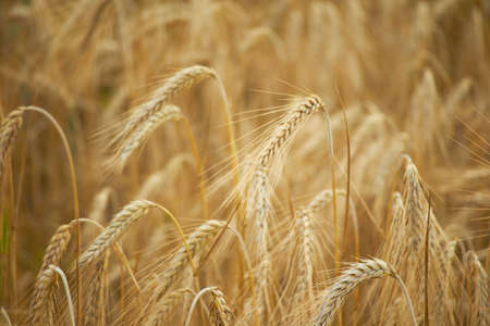 spikelets of wheat in the summer close-up