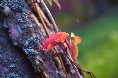 red leaves on a treeの写真素材