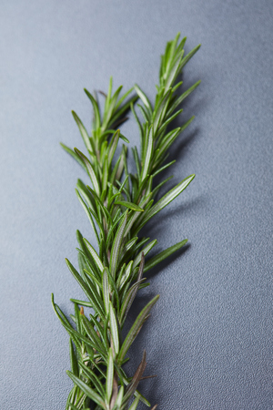rosemary on grayの写真素材
