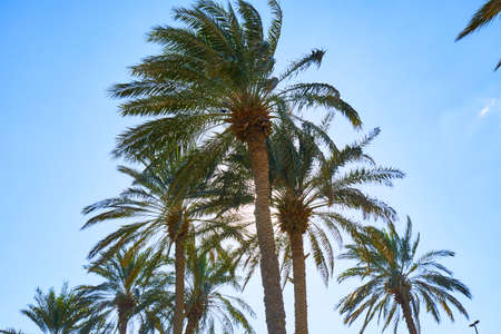 Palm trees in Dubai