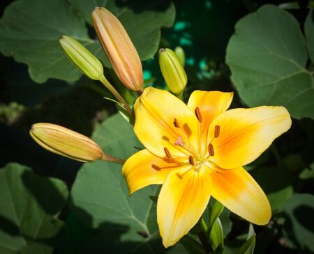 yellow lily in the gardenの写真素材