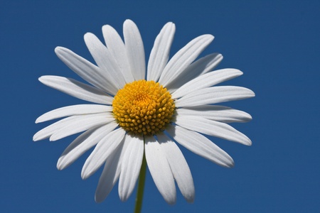 daisies on a background of blue skyの写真素材