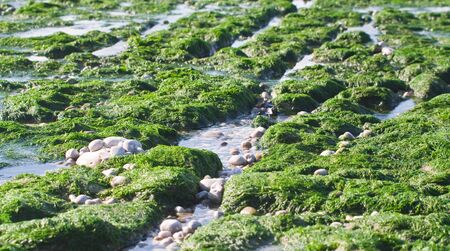 The seabed at low tide in Etretat. France. Normandy