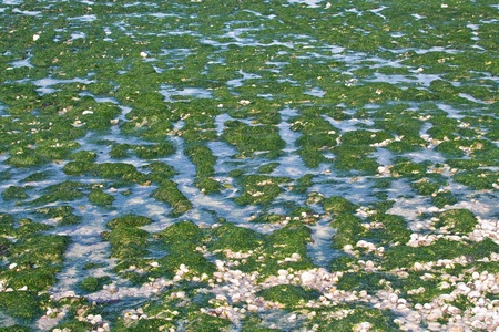 The seabed at low tide in Etretat. France. Normandy