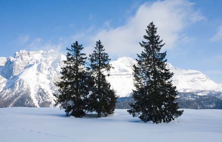 spruce and mountain の写真素材