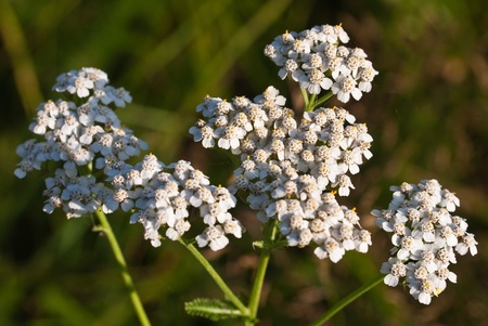 Milfoil inflorescence (macro)の写真素材