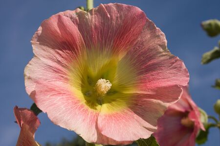 Beautiful malva (mallow) flower in close-up の写真素材