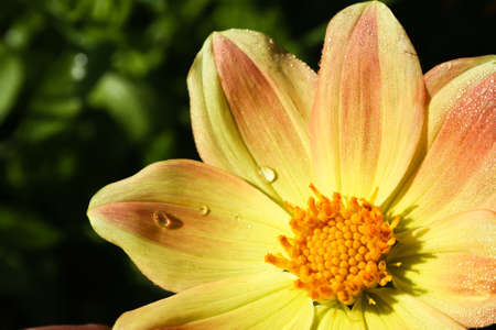 Flower of the dahlia in garden. Small depth to sharpnessの写真素材
