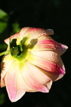 Flower of the dahlia in garden. Small depth to sharpnessの写真素材
