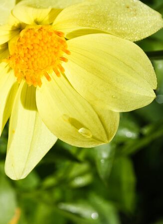 Flower of the dahlia in garden. Small depth to sharpnessの写真素材