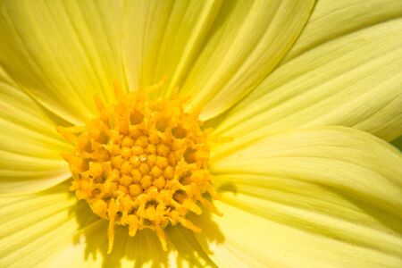 Flower of the dahlia in garden. Small depth to sharpnessの写真素材