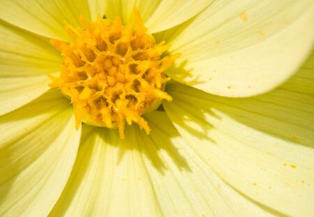 Flower of the dahlia in garden. Small depth to sharpnessの写真素材