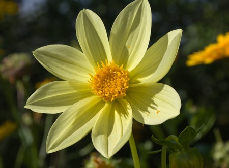 Flower of the dahlia in garden. Small depth to sharpnessの写真素材