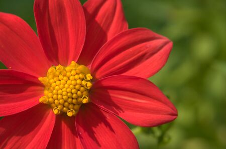 Flower of the dahlia in garden. Small depth to sharpnessの写真素材