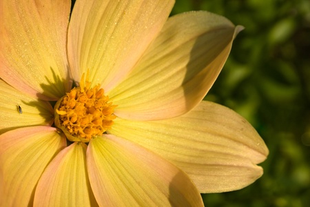 Flower of the dahlia in garden. Small depth to sharpnessの写真素材