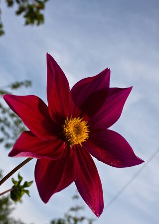 Flower of the dahlia in garden. Small depth to sharpnessの写真素材