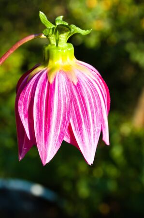 Flower of the dahlia in garden. Small depth to sharpnessの写真素材
