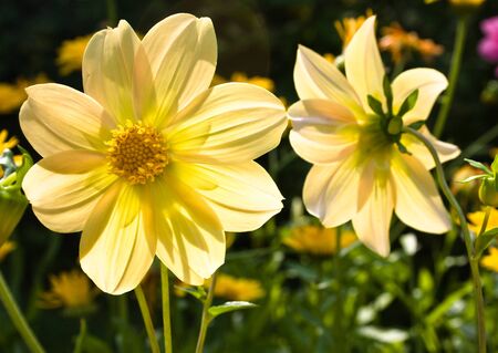 Flower of the dahlia in garden. Small depth to sharpnessの写真素材