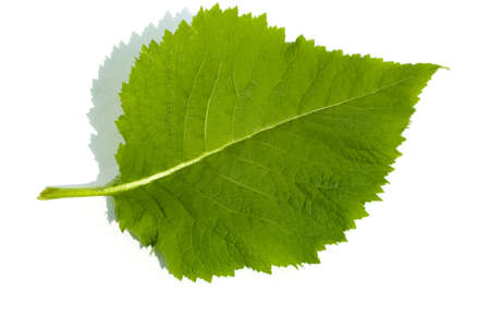 The invoice of the green sheet inulaの写真素材