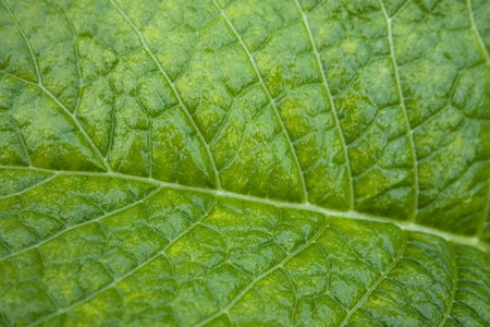 The invoice of the green sheet inulaの写真素材