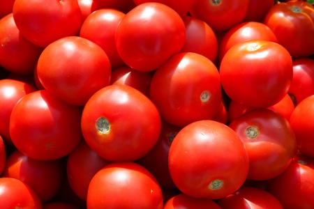 Background of red freshly picked tomatoesの写真素材
