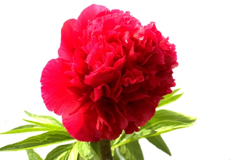 The claret peony on a white background.の写真素材
