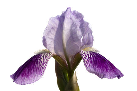 The beautiful bearded iris isolated on whiteの写真素材
