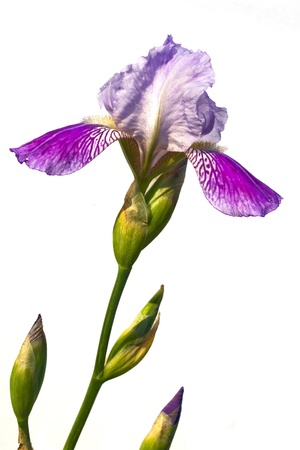 The beautiful bearded iris isolated on whiteの写真素材