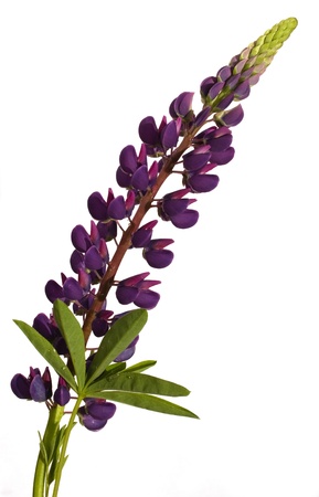 Purple lupin isolated on white - leaves and bloomの写真素材