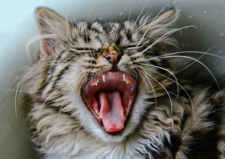 Yawning fluffy kitten with widely opened mouthの写真素材