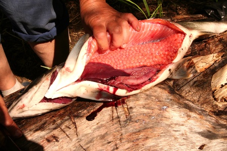 Kamchatka. Preparation of the red  caviar.の写真素材
