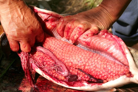 Kamchatka. Preparation of the red  caviar.の写真素材