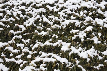 Background. Needles in the snowの写真素材