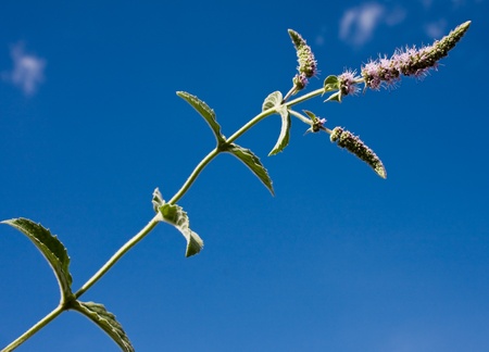 mentha spicata (spearmint, spear mint) on sky background