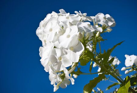 Beautiful white phlox on skyの写真素材
